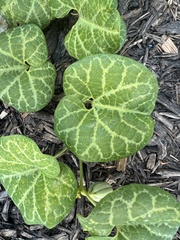 Aristolochia fimbriata