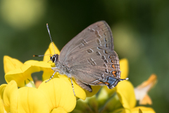Satyrium edwardsii