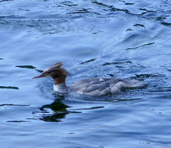 Mergus merganser