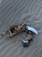 Spheniscus magellanicus