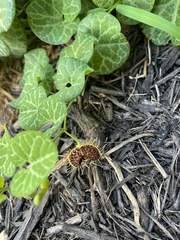 Aristolochia fimbriata