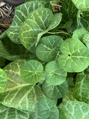 Aristolochia fimbriata