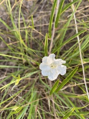 Stylisma pickeringii