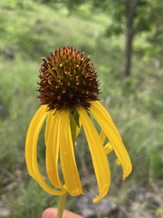 Echinacea paradoxa