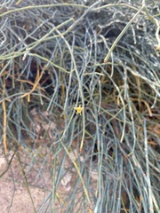 Ephedra foeminea