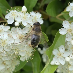 Eristalis tenax