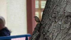 Phoenicurus phoenicurus