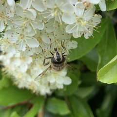 Eristalis tenax