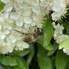 Eristalis tenax