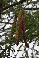 Prosopis