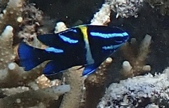 Neoglyphidodon oxyodon