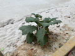 Solanum sessiliflorum