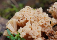 Ramaria capitata capitata