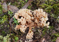 Ramaria capitata capitata
