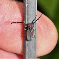 Tetraopes discoideus