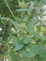 Cocculus diversifolius