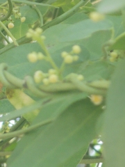 Cocculus diversifolius