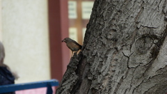 Phoenicurus phoenicurus