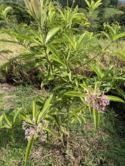 Ardisia opegrapha