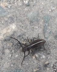 Dorcadion holosericeum