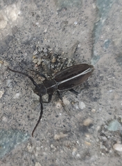 Dorcadion holosericeum