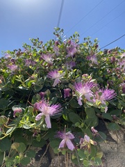 Capparis orientalis