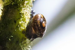 Philonesia