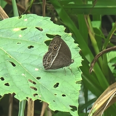 Mycalesis perseoides