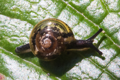 Philonesiinae