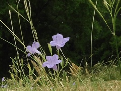 Ruellia nudiflora
