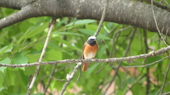 Phoenicurus phoenicurus