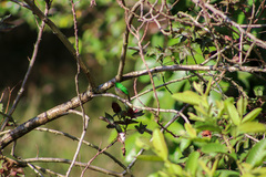 Todus subulatus