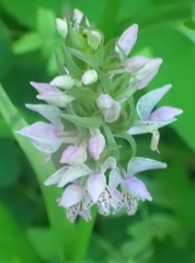 Dactylorhiza sibirica