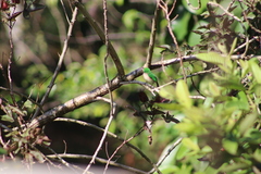 Todus subulatus