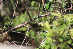 Todus subulatus