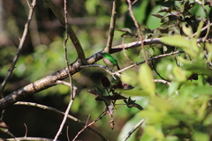 Todus subulatus