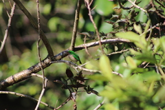 Todus subulatus