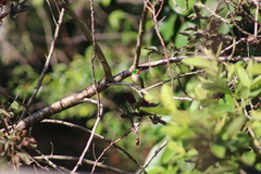 Todus subulatus