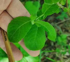 Salix pyrolifolia