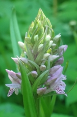 Dactylorhiza sibirica