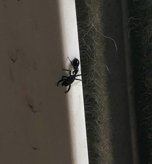 Leptorchestes berolinensis