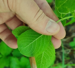 Salix pyrolifolia