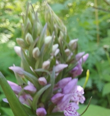 Dactylorhiza sibirica