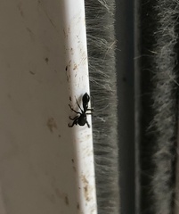 Leptorchestes berolinensis