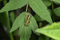 Sinopodisma