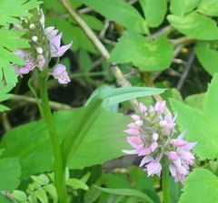 Dactylorhiza sibirica