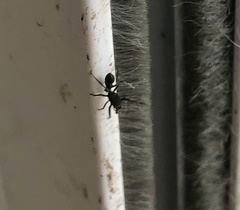 Leptorchestes berolinensis