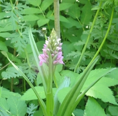 Dactylorhiza sibirica