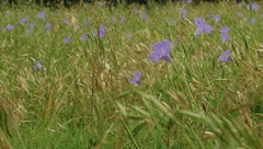 Ruellia nudiflora