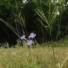 Ruellia nudiflora